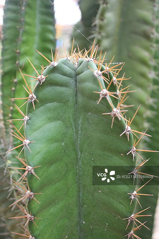 仙人掌特写，印度尼西亚图片素材