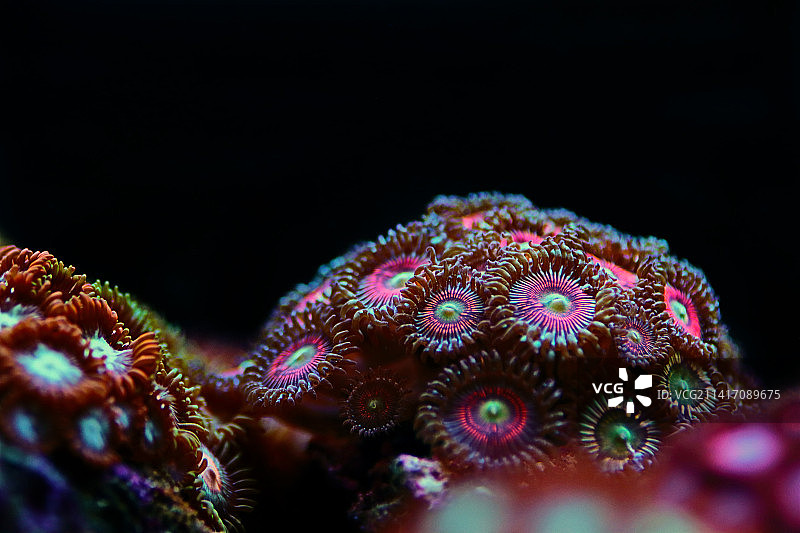 珊瑚礁水族箱中养殖的彩色Zoanthus珊瑚群，斯科普里，马其顿图片素材