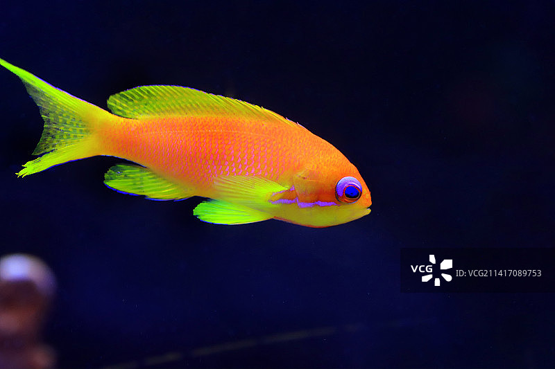 黑色背景下的丽鱼特写，斯科普里，马其顿图片素材