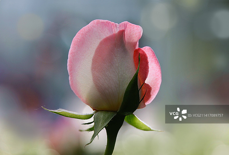 粉色玫瑰花特写，美国纽约图片素材