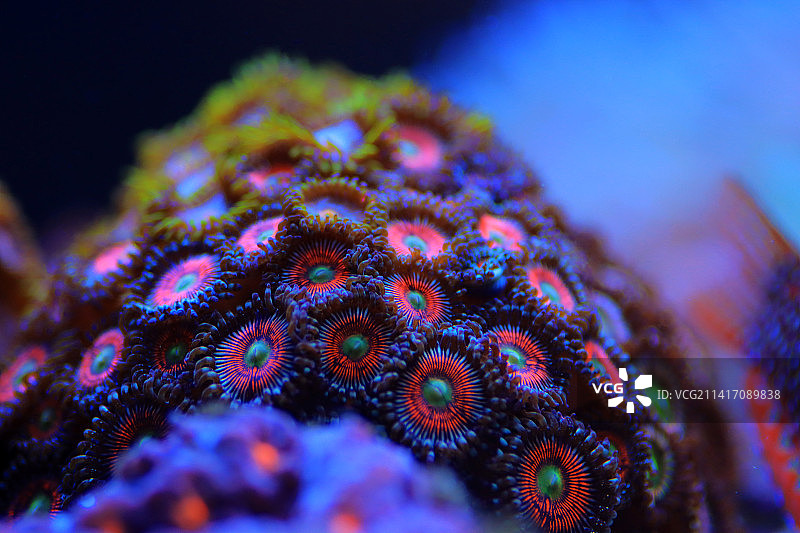 珊瑚礁水族箱中养殖的彩色Zoanthus珊瑚群，斯科普里，马其顿图片素材