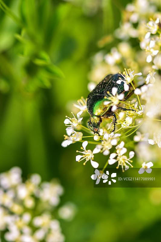 花朵上的昆虫特写，印度尼西亚图片素材