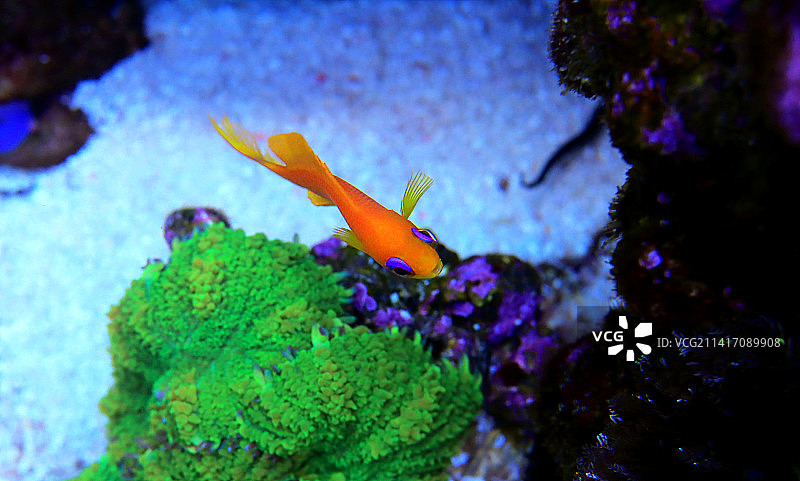 天竺鲷热带琴鱼在水族箱中游泳的特写，斯科普里，马其顿图片素材