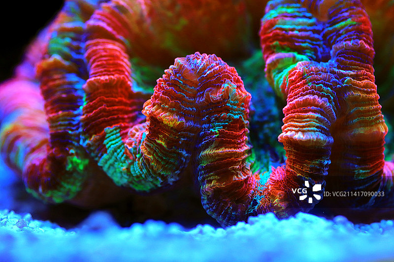 彩虹色开放式大脑LPS珊瑚图片素材