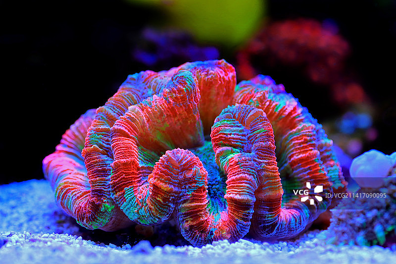 彩虹色开放式大脑LPS珊瑚图片素材