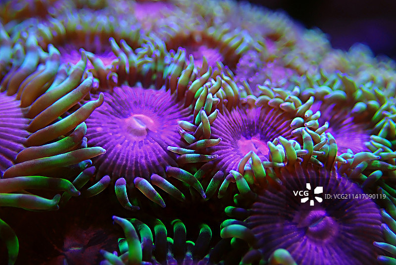 珊瑚礁水族箱中养殖的彩色Zoanthus珊瑚群，斯科普里，马其顿图片素材