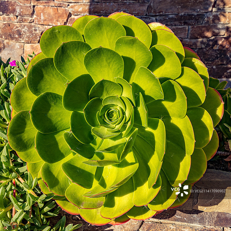 加利福尼亚州大瑟尔的绿色植物高角度景观图片素材