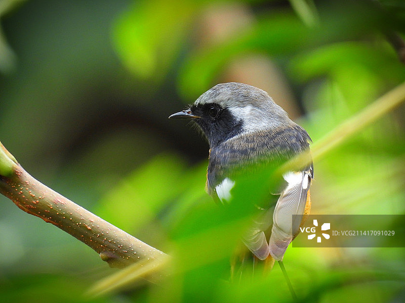 中国香港栖息于树枝上的鸣莺特写图片素材