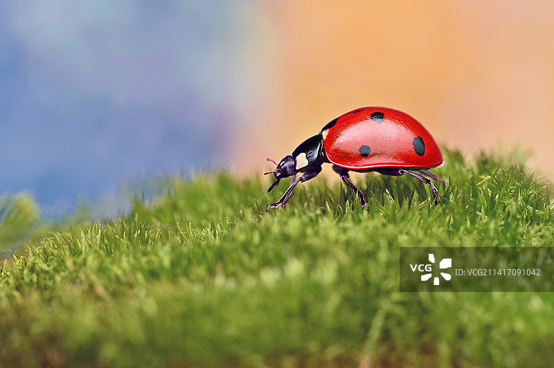 草地上的瓢虫特写，保加利亚比亚拉图片素材