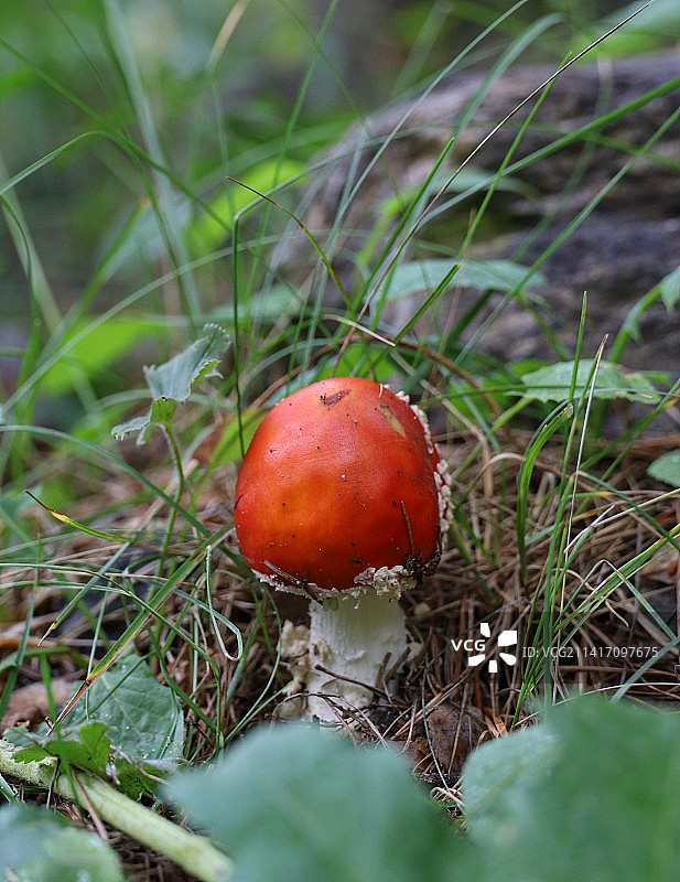 俄罗斯田野上的毒蝇伞特写图片素材