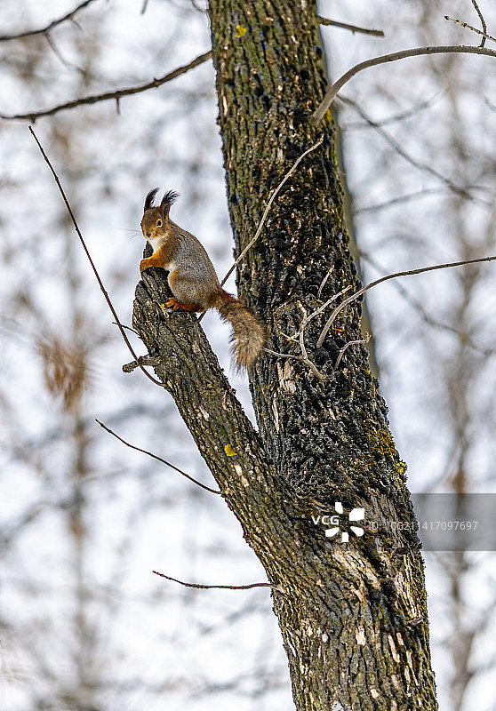 俄罗斯下诺夫哥罗德州：栖息在树上的鸟的低角度视图图片素材