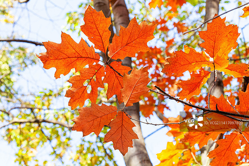 红橡树的橙色树叶枝条特写图片素材