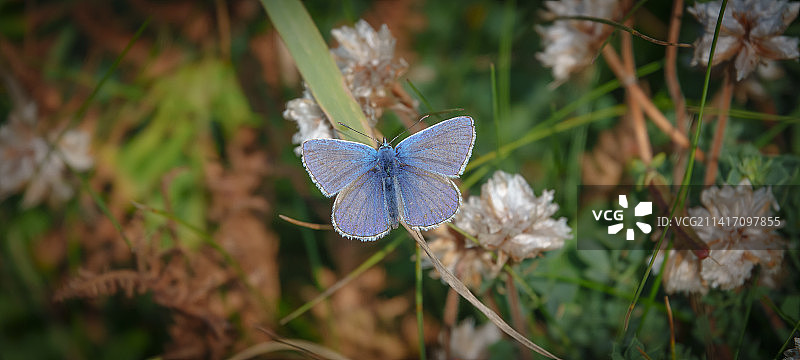 蝴蝶在花上的特写图片素材