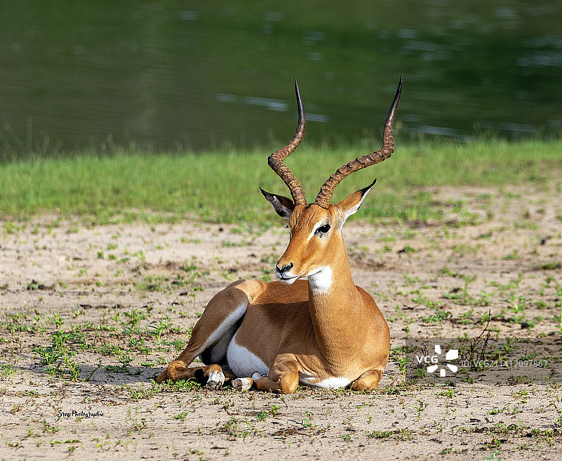 鹿坐在田野上，坦桑尼亚图片素材