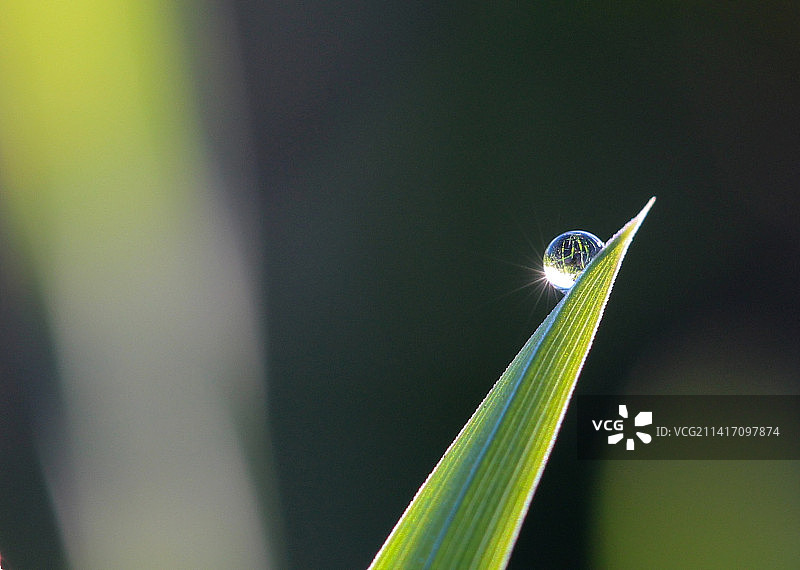 绿叶上的露珠，印度尼西亚图片素材