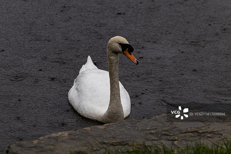 湖中游泳的疣鼻天鹅特写，英国韦勒姆图片素材