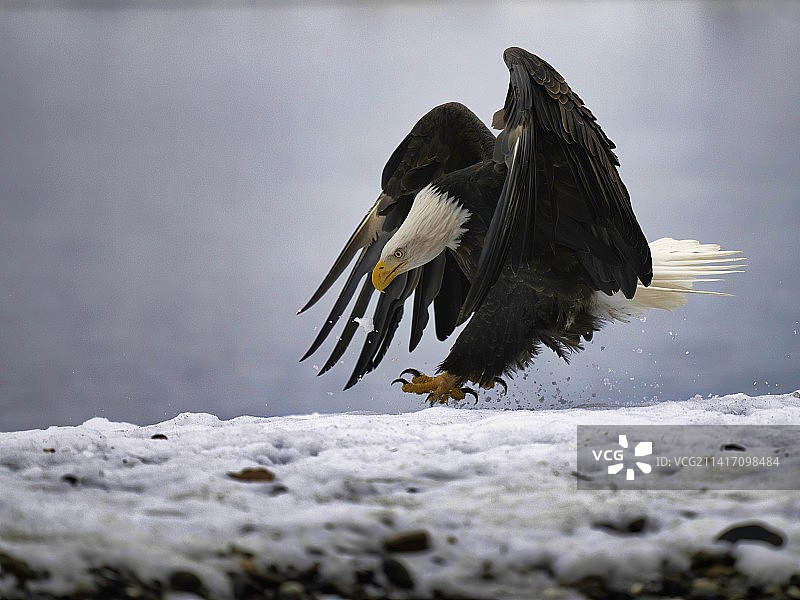 白头海雕着陆图片素材