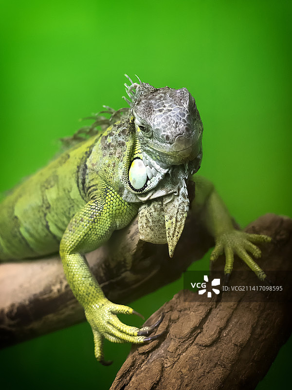 近距离观察树枝上的鬣蜥，芬兰图片素材