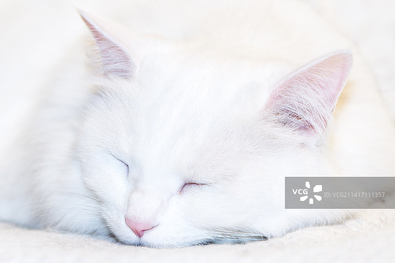 猫咪睡觉的可爱模样，印度尼西亚图片素材