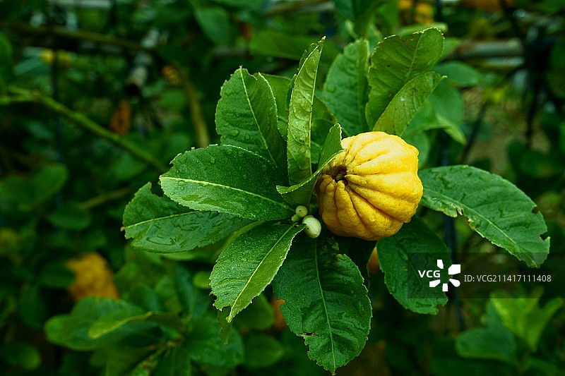 日本长崎岛原植物上生长的南瓜特写图片素材