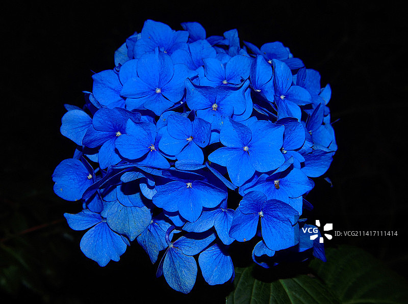 黑色背景下的蓝色绣球花特写，印度尼西亚图片素材