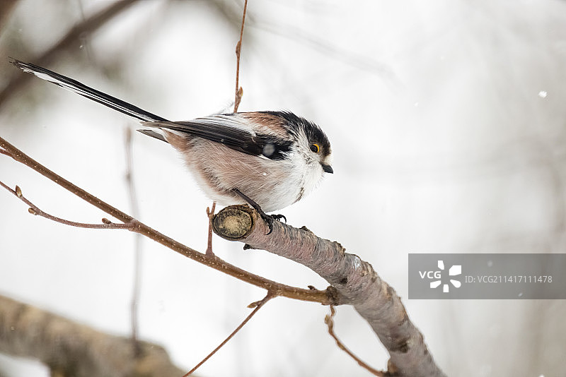 德国黑森林里的大山雀图片素材