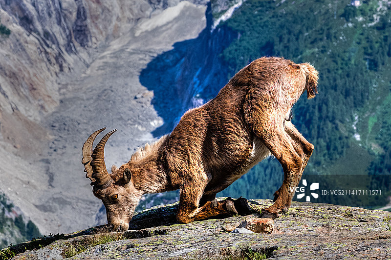 法国岩石上站立的熊的侧视图图片素材