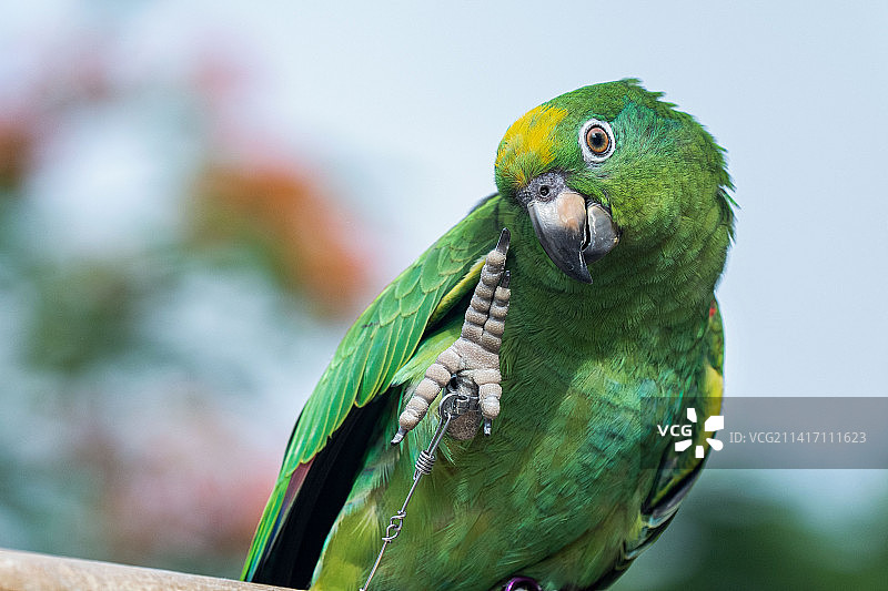 亚马逊鹦鹉栖息树枝特写，印度尼西亚图片素材