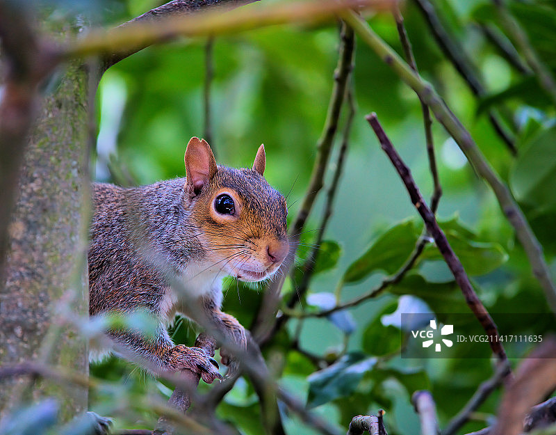 灰色松鼠在树上的特写，英国阿瑟顿图片素材