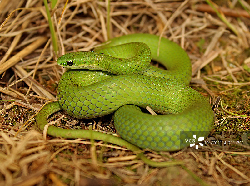 寻找出路的蛇，印度尼西亚图片素材
