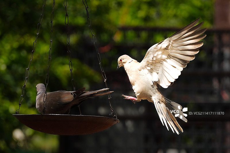 飞鸟掠过天空的特写图片素材