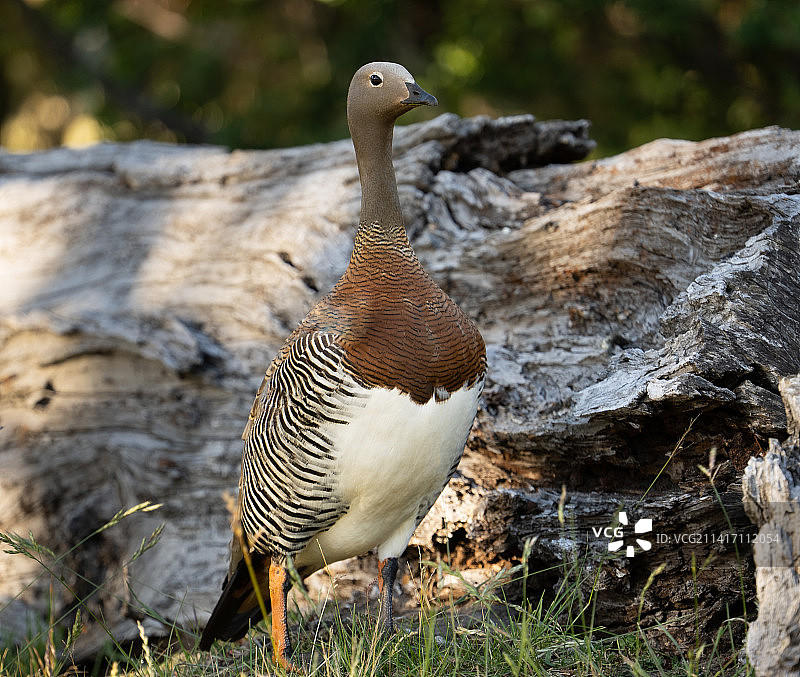 栖息在田野上的鸟儿特写，阿根廷图片素材
