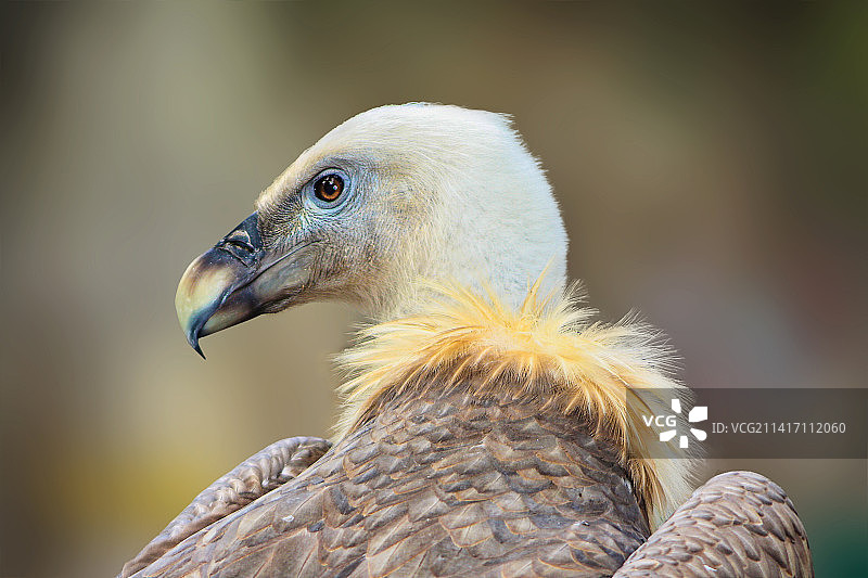 鹰的特写，阿尔及利亚吉杰尔图片素材