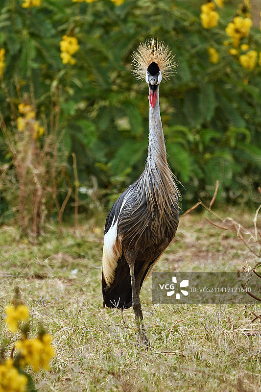 在曼亚拉湖国家公园的灰冠鹤图片素材
