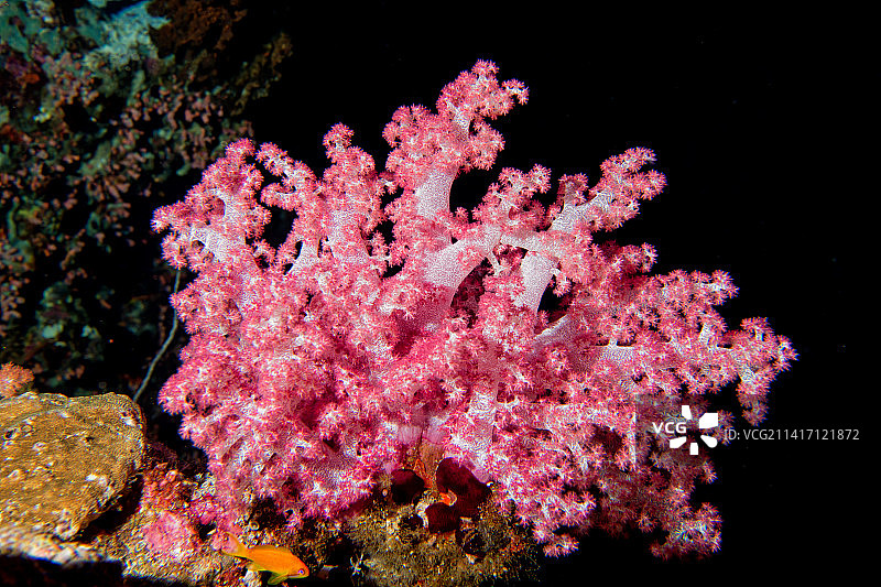 黑色背景下的Alcyonarian软珊瑚图片素材