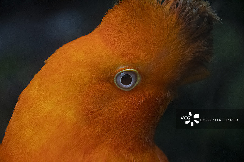 美丽的橙色凤冠鸟图片素材