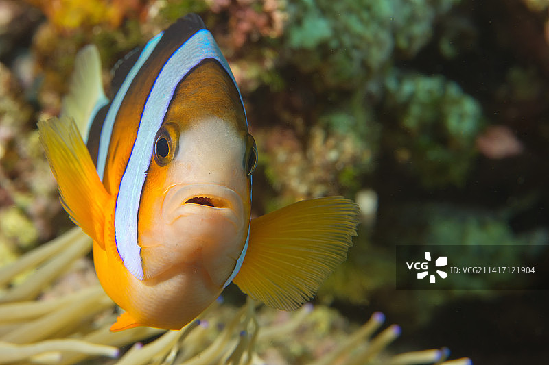 宿务菲律宾的独立小丑鱼正看着你图片素材