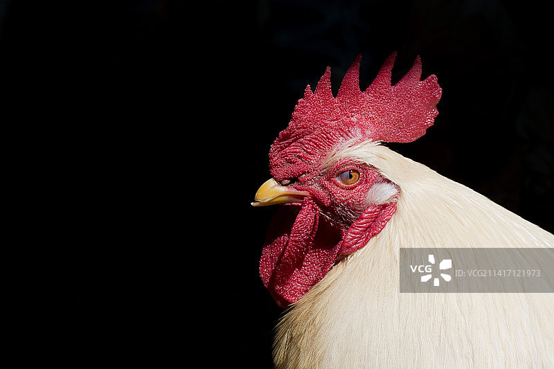 黑色背景下的雄鸡特写图片素材