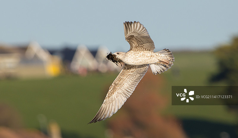 英国韦茅斯上空飞翔的杜鹃特写图片素材