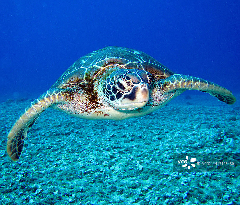 在印度尼西亚海域游泳的海龟图片素材