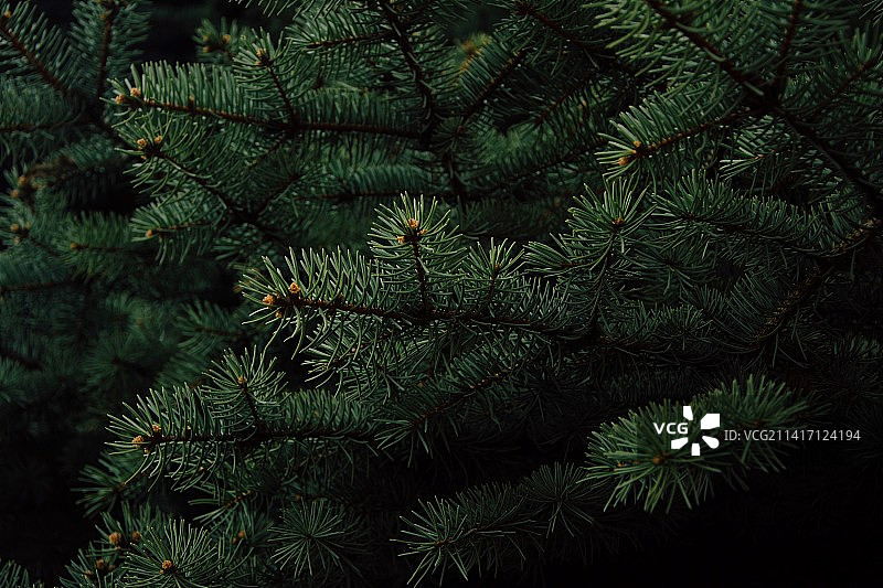 印度尼西亚松树全画幅照片图片素材