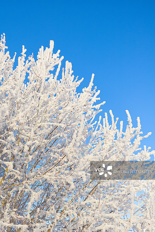 温尼伯的蓝天下樱花仰视角度照片，加拿大马尼托巴省图片素材