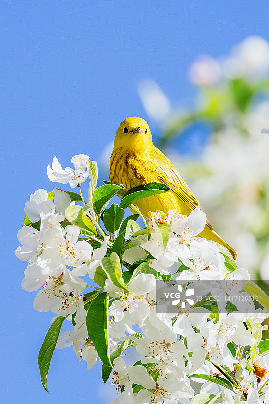 低角度拍摄：莺栖息在树上，背景是晴朗的天空，加纳达韦尼亚图片素材