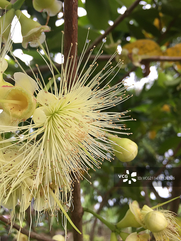 印度尼西亚里奥西亚克县鲜花植物特写图片素材