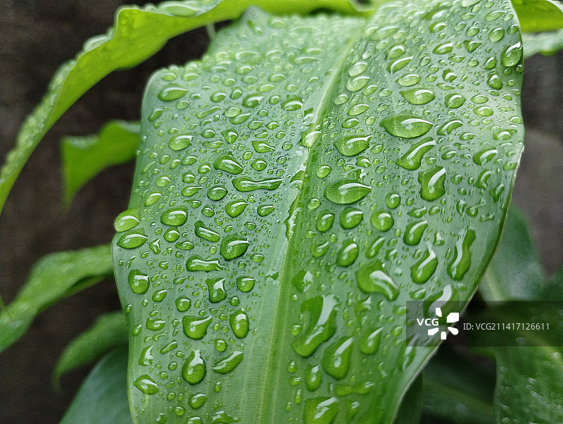 菲律宾树叶上的雨滴特写图片素材