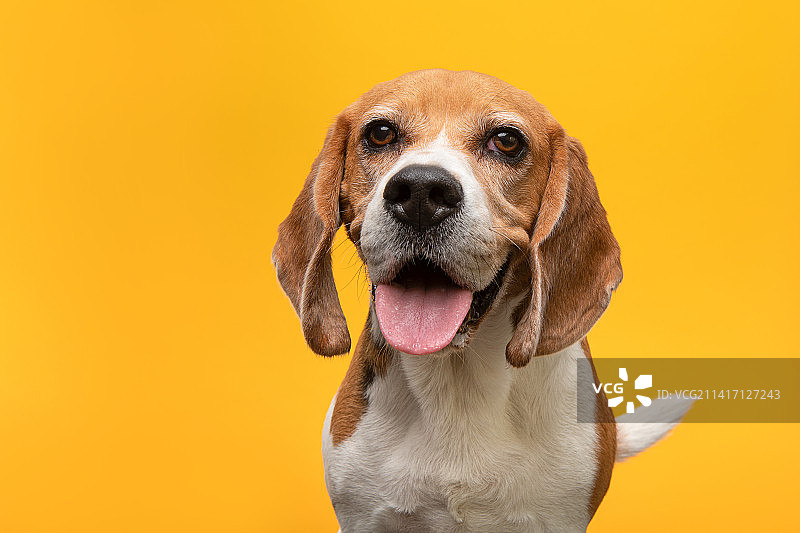 黄色背景下，对着镜头微笑的小猎犬图片素材