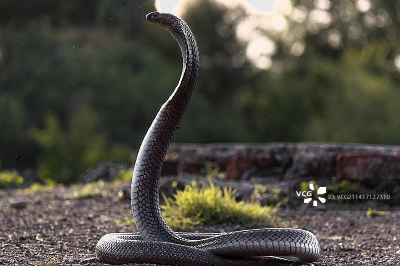 眼镜蛇在田野特写图片素材