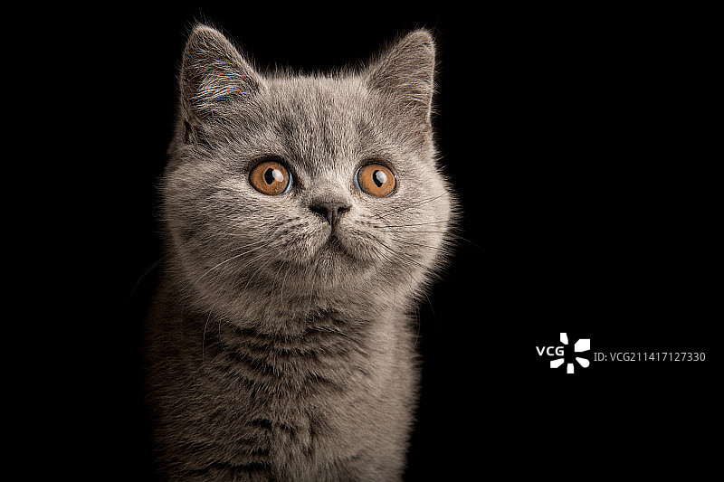 灰色英国短毛小猫肖像，金色的眼睛看向远方，黑色背景，荷兰图片素材