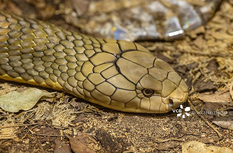 眼镜王蛇在田野上的特写，印度尼西亚图片素材