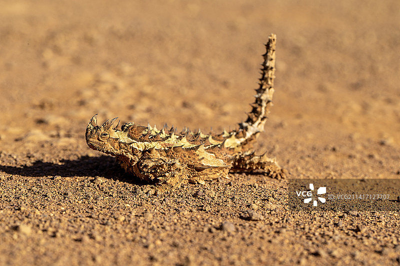 澳大利亚西澳大利亚州诺斯曼沙滩上的蜥蜴特写图片素材